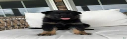 German Shepherd dogs for sale: Murphy - Ad 5