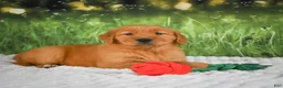 Golden Retriever dogs for sale: Sophie - Ad 2