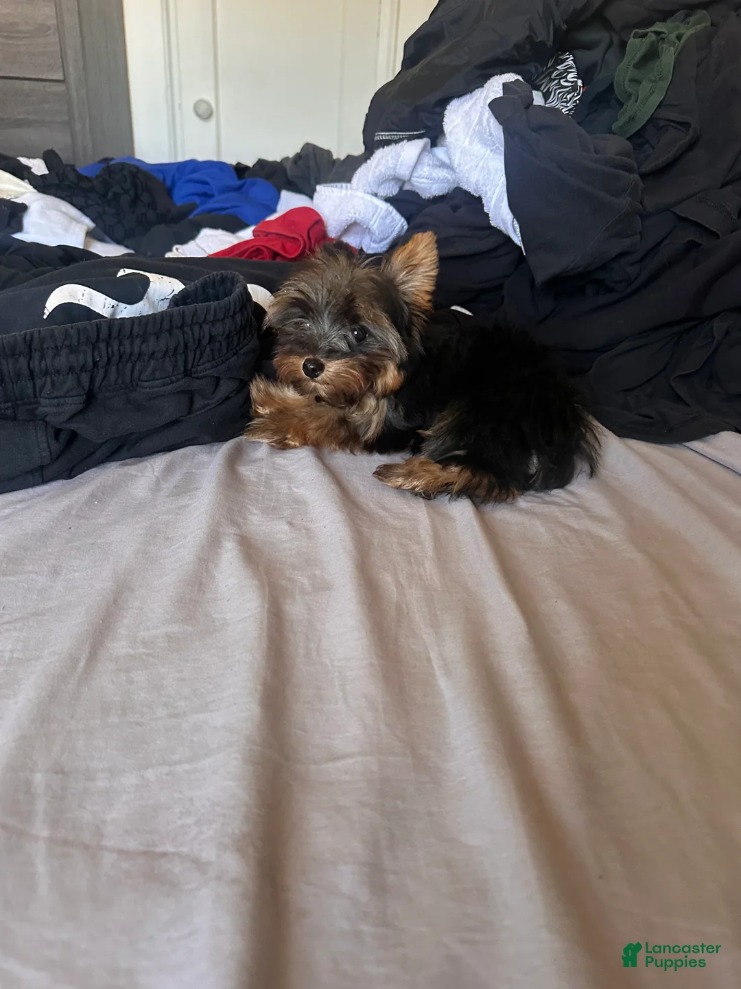 Yorkshire Terrier dogs for sale: Teacup Bruno  - Ad 1