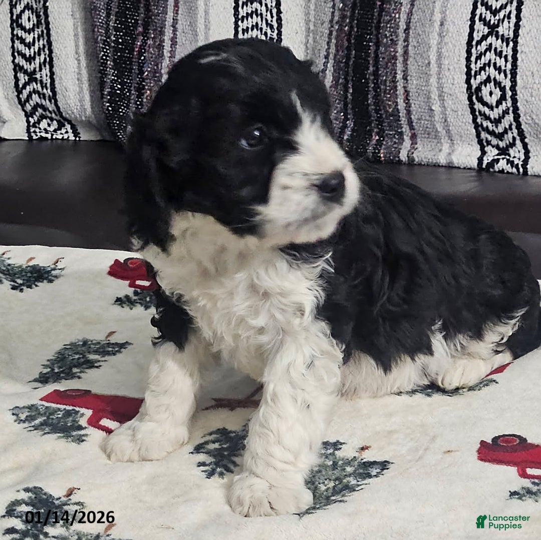 Cavapoo dogs for sale: Sammy - Ad 3