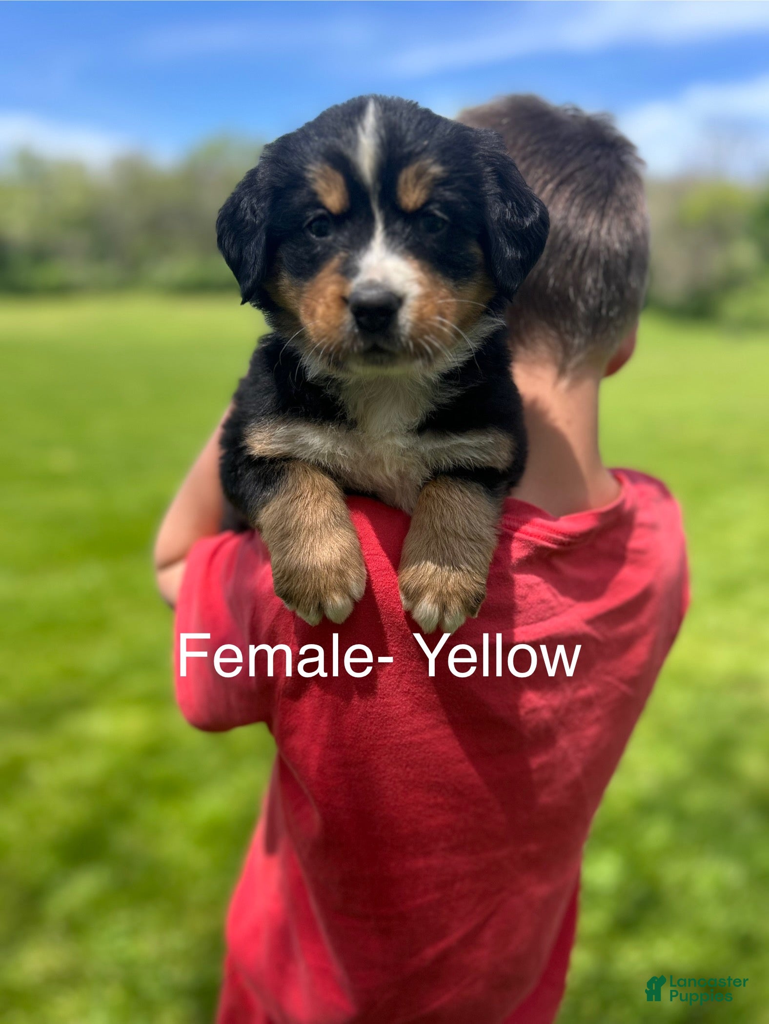 Bernese Mountain Dog dogs Bernese Mountain Dog Puppy 10 - Ad 7
