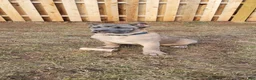 Cane Corso dogs for sale: Cane Corso 2 - Ad 4