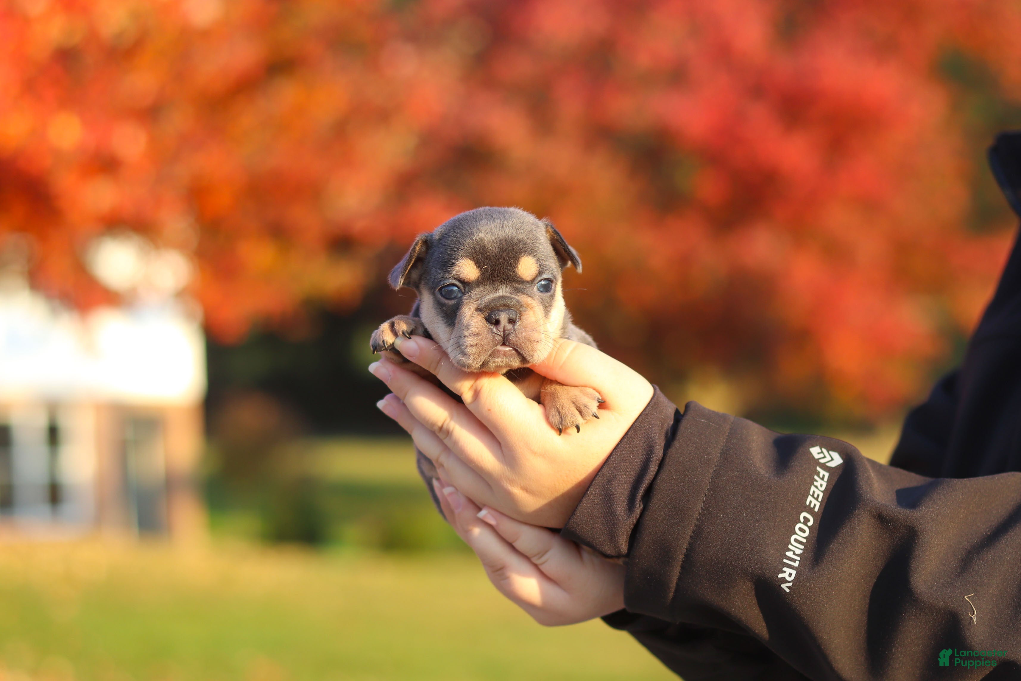 French Bulldog dogs for sale: Pumpkin - Ad 2