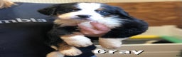 Bernese Mountain Dog dogs for sale: Lulu - Ad 7