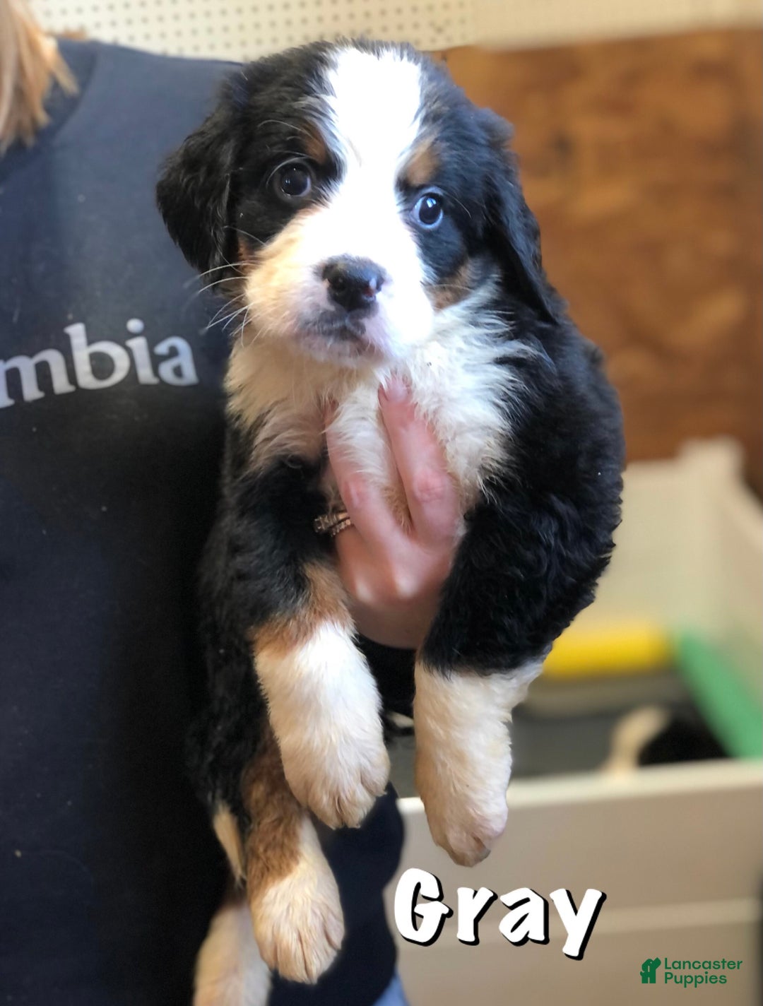 Bernese Mountain Dog dogs for sale: Lulu - Ad 7