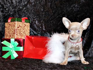 Chihuahua dogs Xola - Ad 18