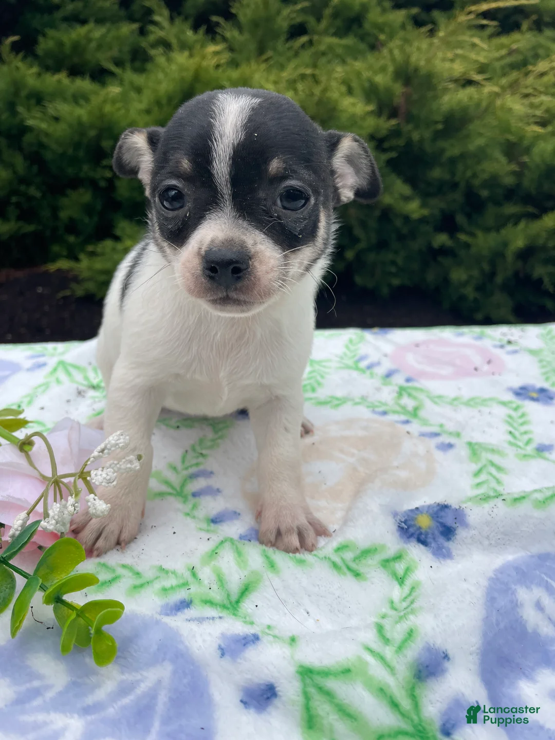 Chihuahua dogs for sale: Buttercup - Ad 4