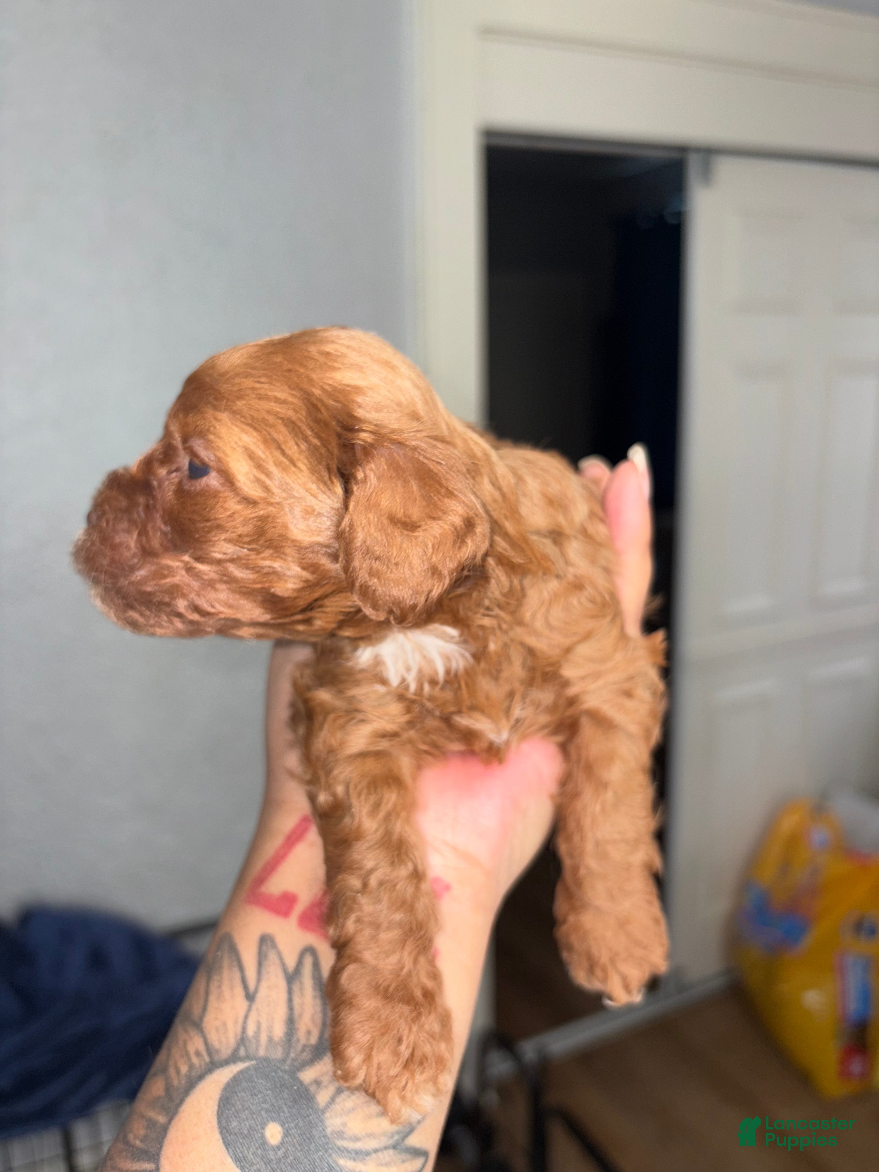 Shihpoo dogs Minnie  - Ad 2