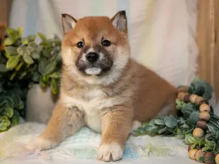 Shiba Inu dogs Finn - Ad 6