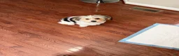 Morkie dogs for sale: Morkie Puppy 2 - Ad 6
