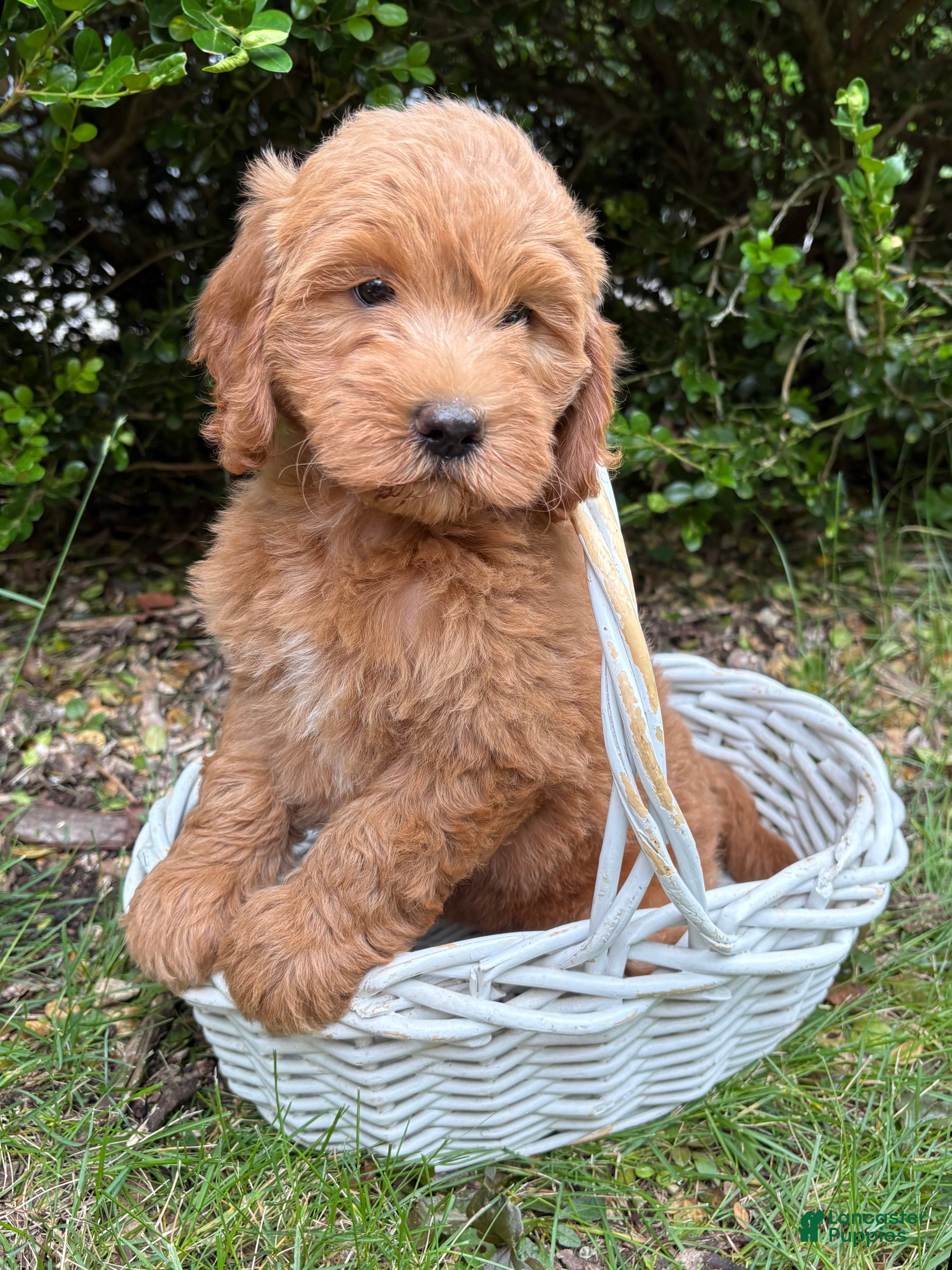 Mini Goldendoodle dogs Brooke - Ad 1