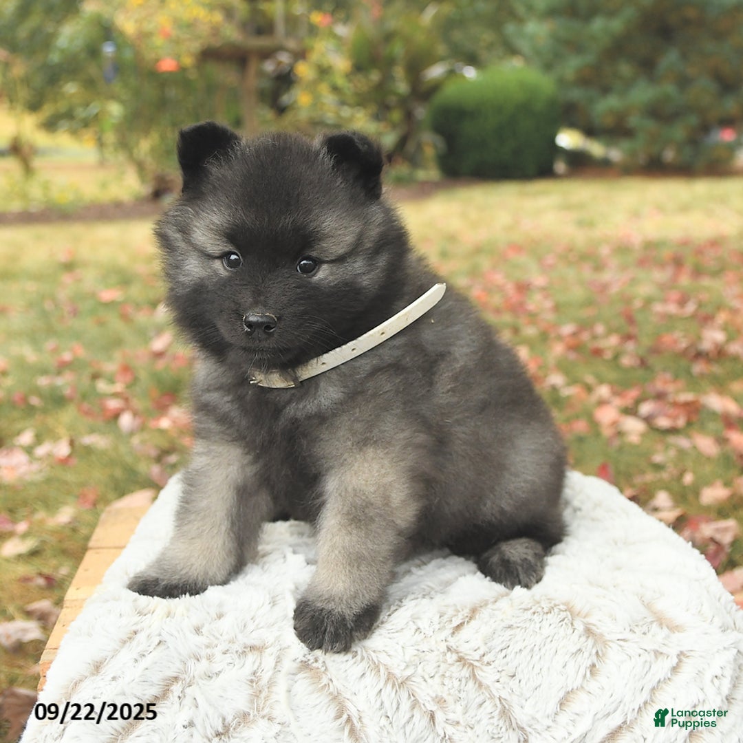 Keeshond dogs for sale: Nugget - Ad 7