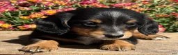 Miniature Dachshund dogs for sale: Lucky - Ad 5