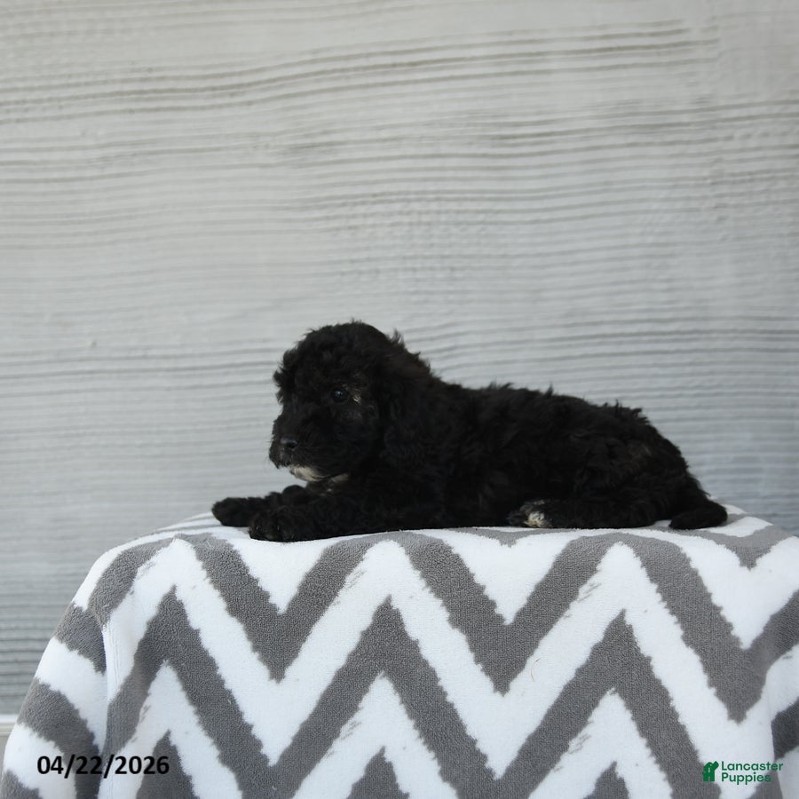 Shihpoo dogs Apollo - Ad 2
