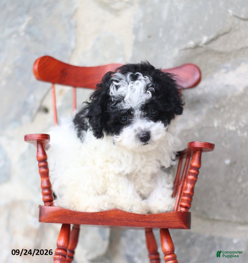Toy Poodle dogs Calvin - Ad 2