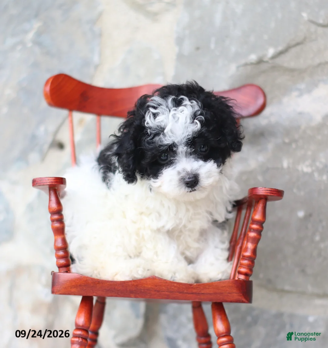 Toy Poodle dogs for sale: Calvin - Ad 2