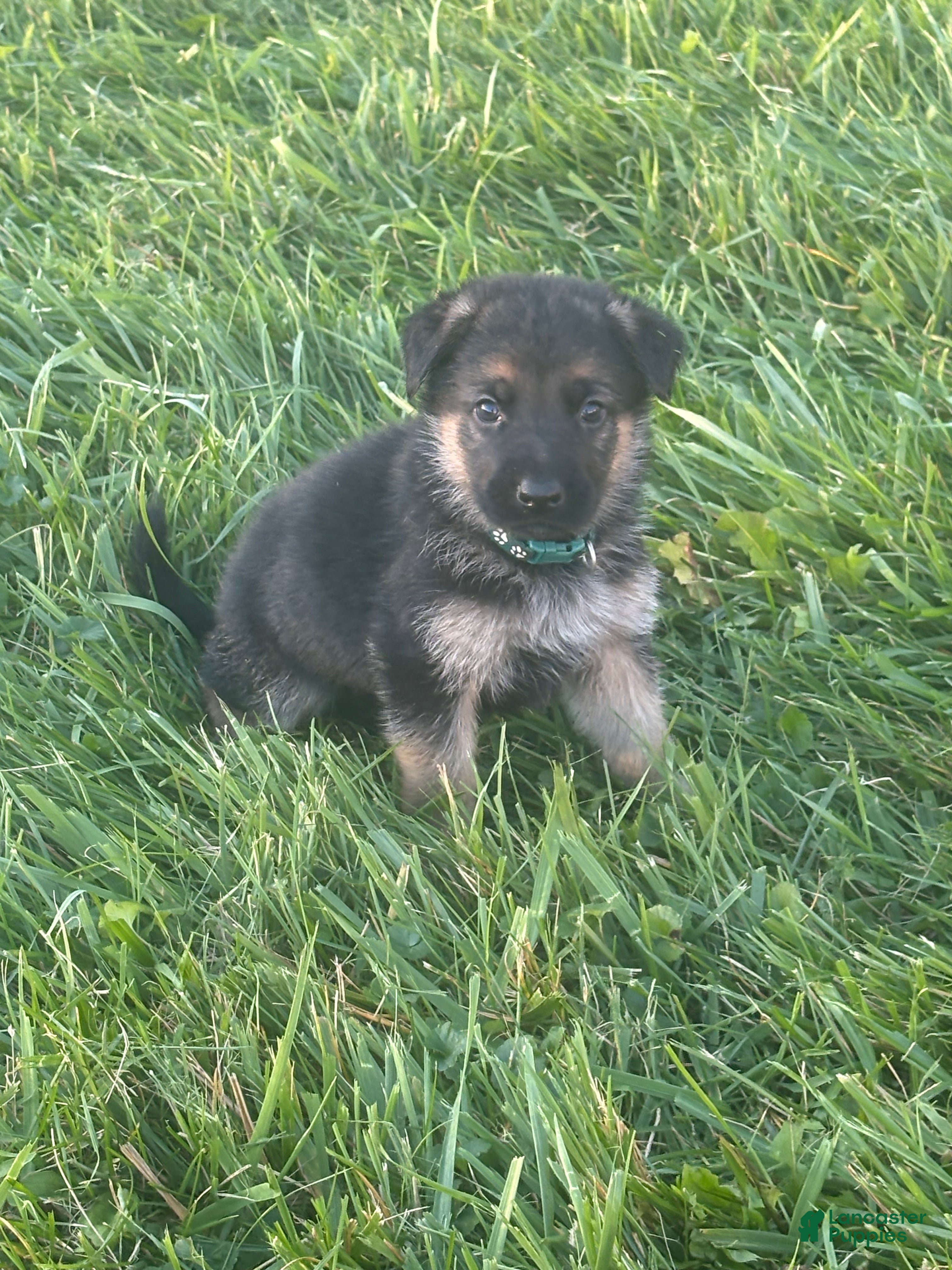 German Shepherd dogs for sale: Green Collar  - Ad 39