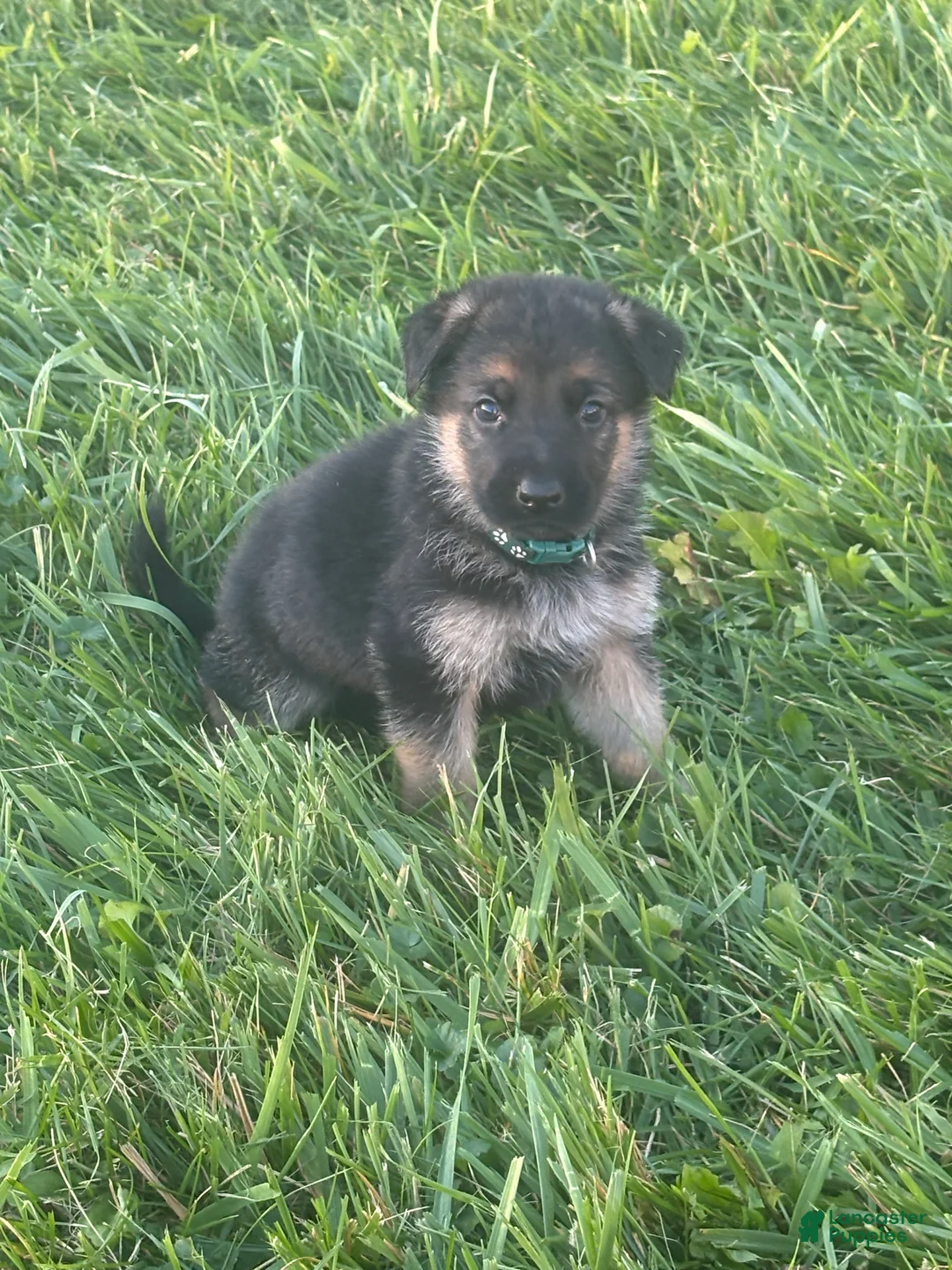 German Shepherd dogs for sale: Green Collar  - Ad 1
