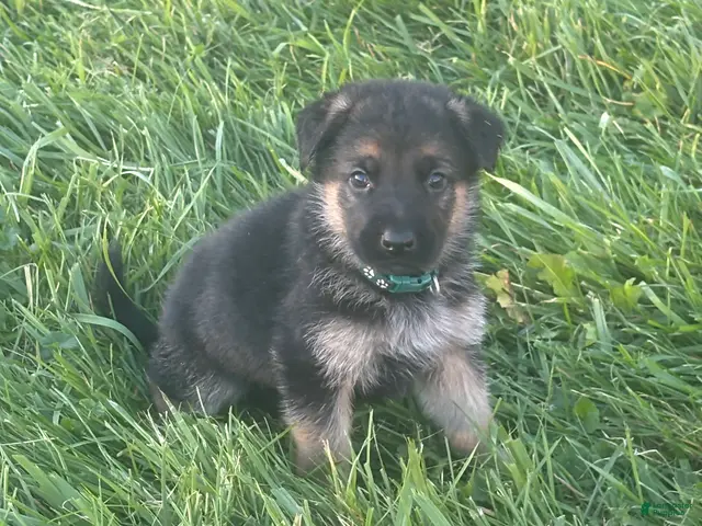 German Shepherd dogs for sale: Green Collar - Ad 39