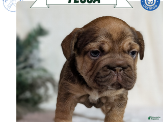 French Bulldog dogs Tessa - Ad 30