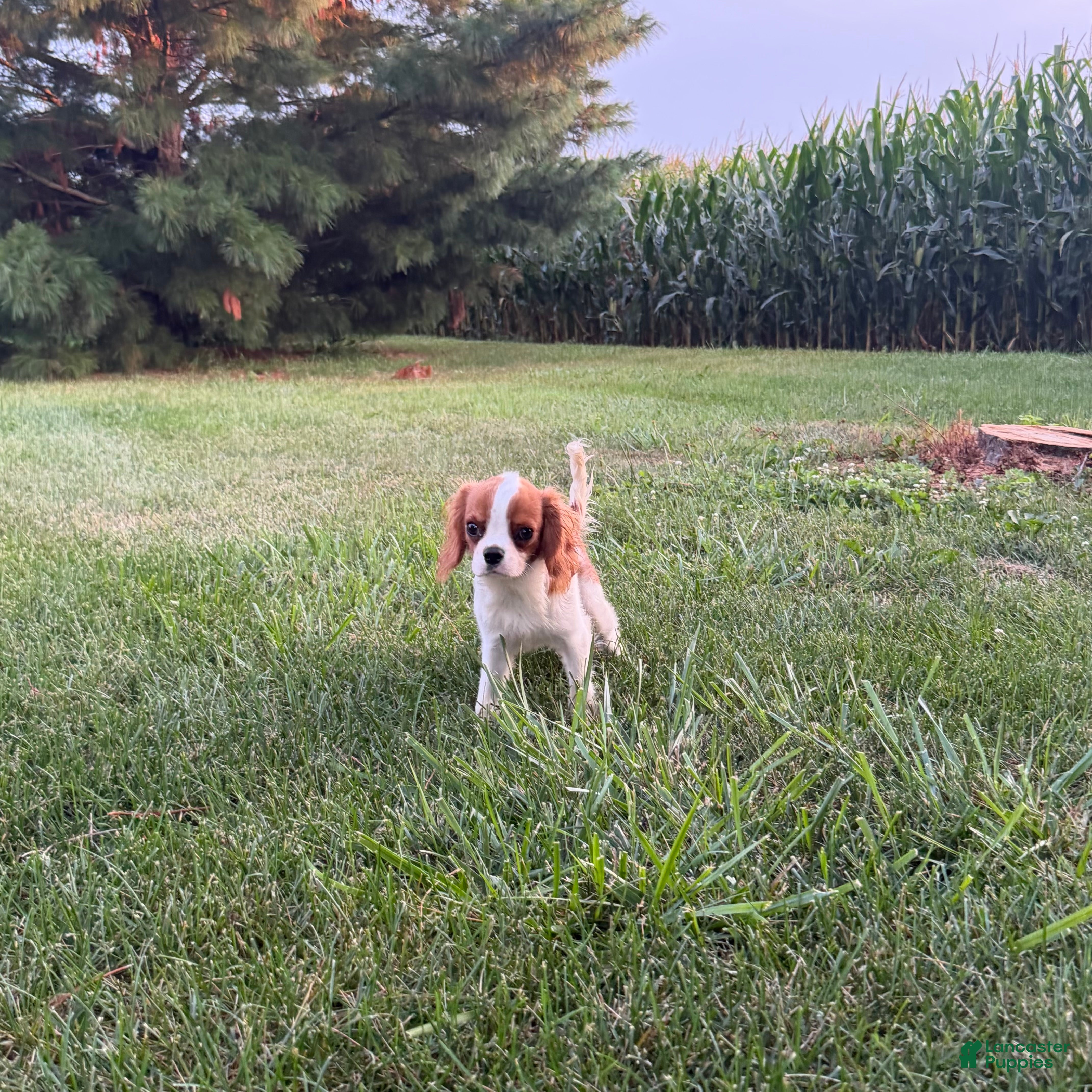 Cavalier King Charles Spaniel dogs Liam Cavalier King Charles Spaniel Puppy  - Ad 1