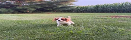 Cavalier King Charles Spaniel dogs for sale: Liam Cavalier King Charles Spaniel Puppy  - Ad 5