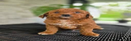 Mini Goldendoodle dogs for sale: Mini Goldendoodle Puppy 1 - Ad 7