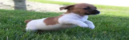Jack Russell Terrier dogs for sale: Luna - Ad 5