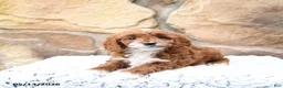 Cavapoo dogs for sale: Maple   - Ad 4