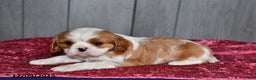 Cavalier King Charles Spaniel dogs for sale: Duchess - Ad 3