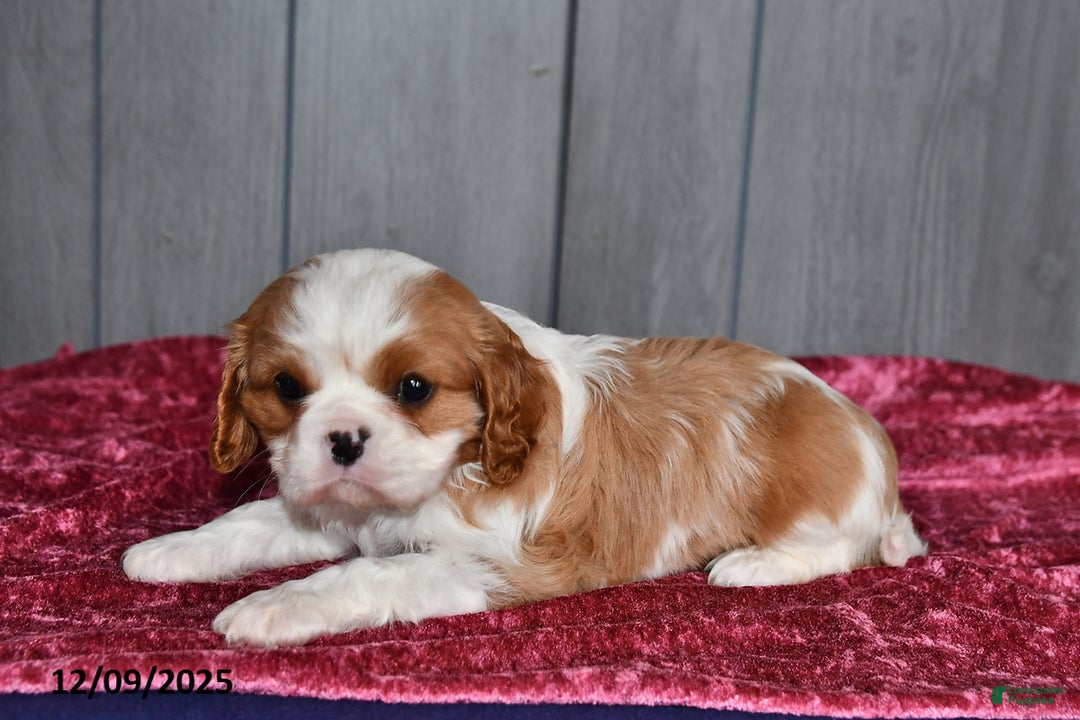 Cavalier King Charles Spaniel dogs for sale: Duchess - Ad 3