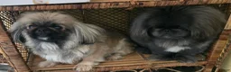 Pekingese dogs for sale: Picasso - Ad 5