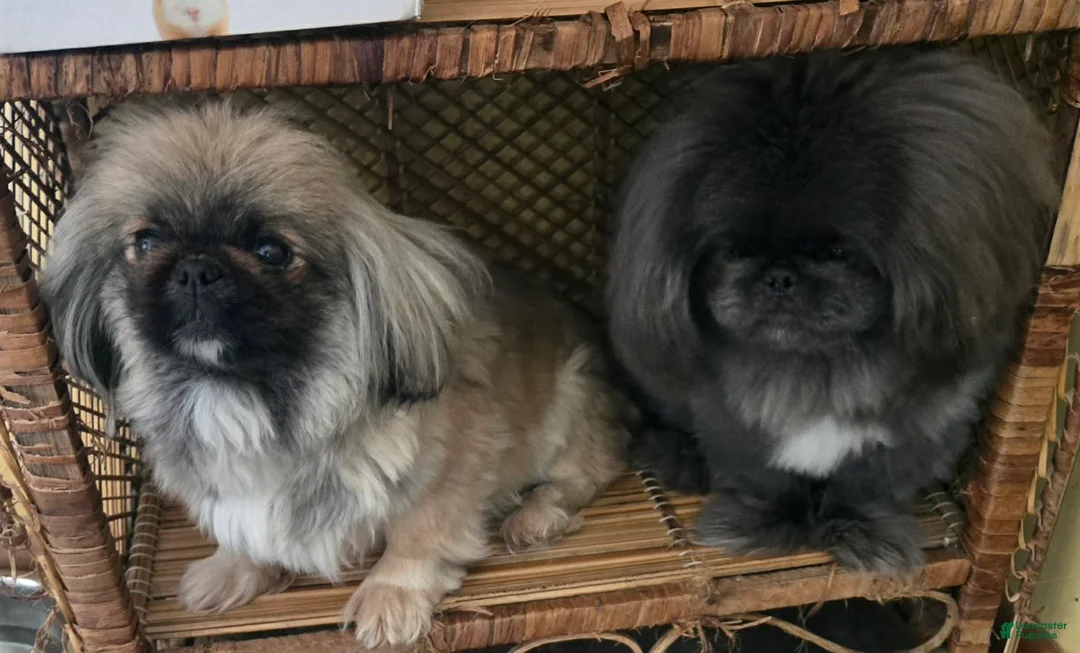Pekingese dogs for sale: Picasso - Ad 5