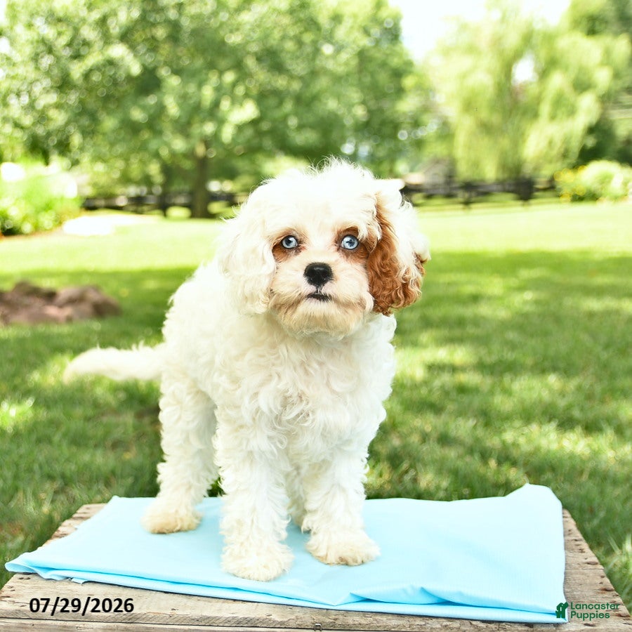 Cavapoo dogs Cutie - Ad 2