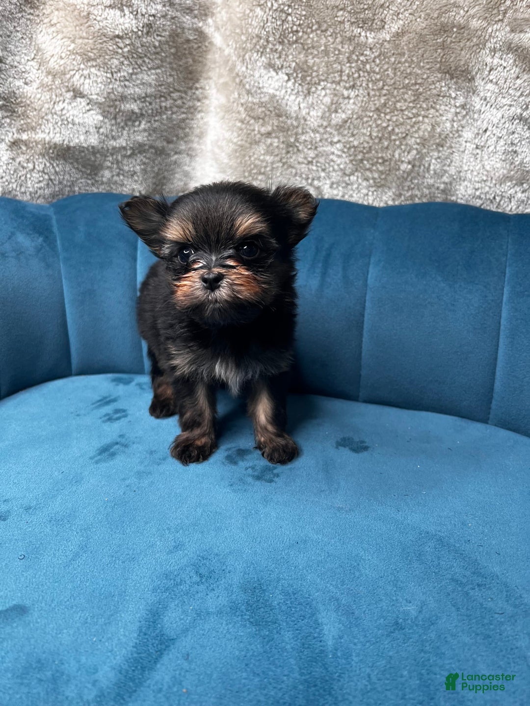 Gallery Image {{count}}