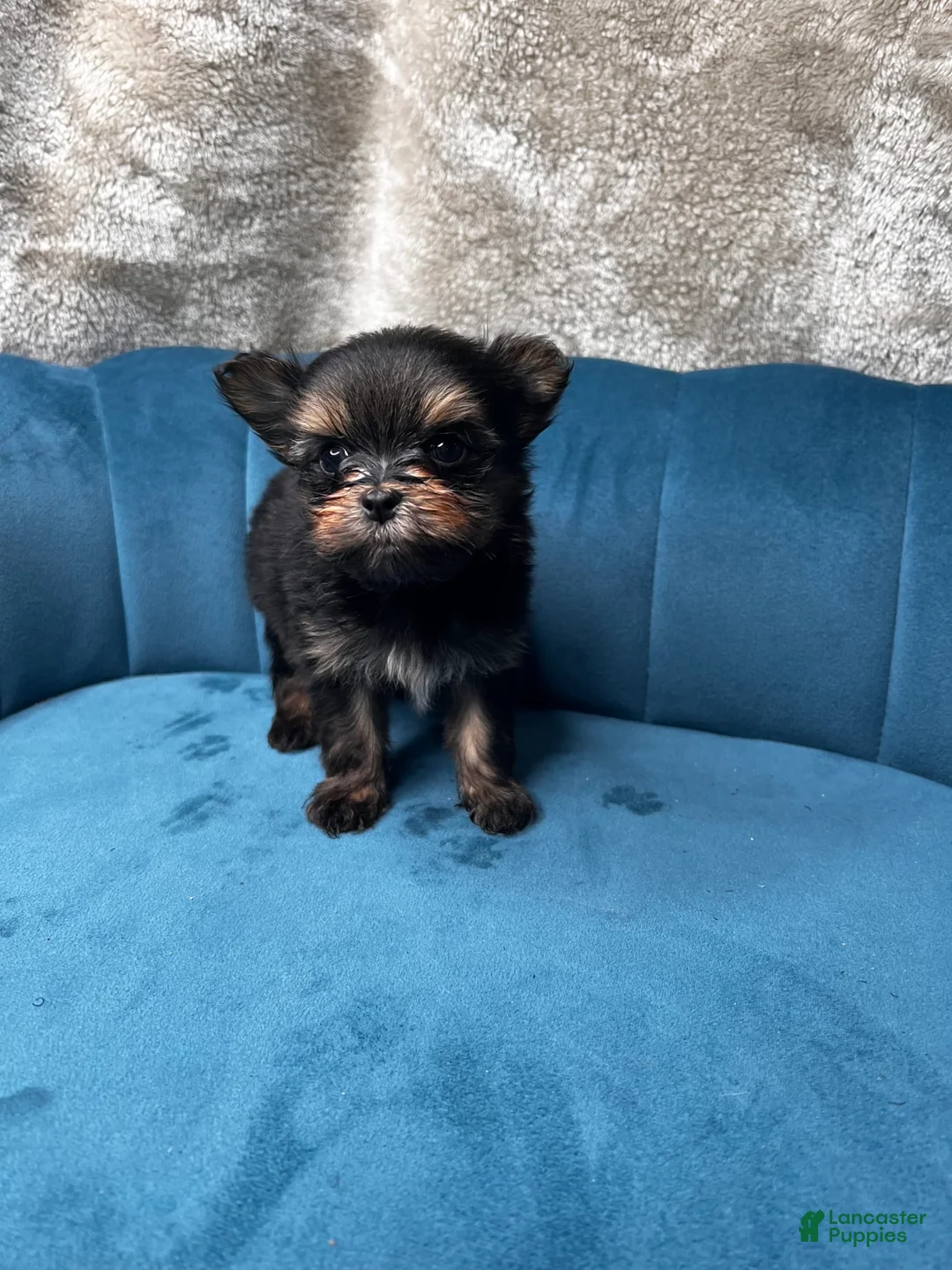 Gallery Image {{count}}