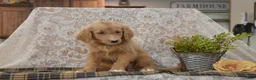 Goldendoodle dogs for sale: Shelby - Ad 5