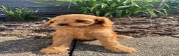Cavapoo dogs for sale: Willow - Ad 15