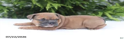 English Bulldog dogs for sale: Clara - Ad 3