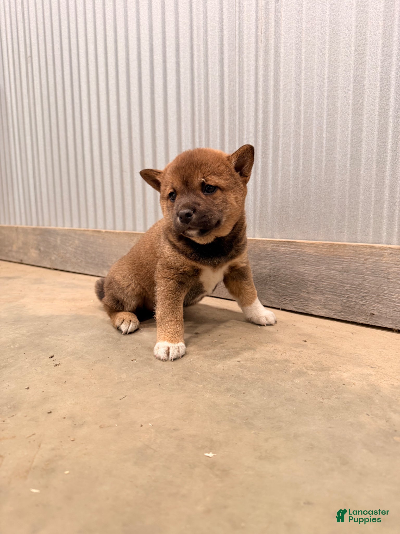 Shiba Inu dogs Shiba Inu Puppy 2 - Ad 1