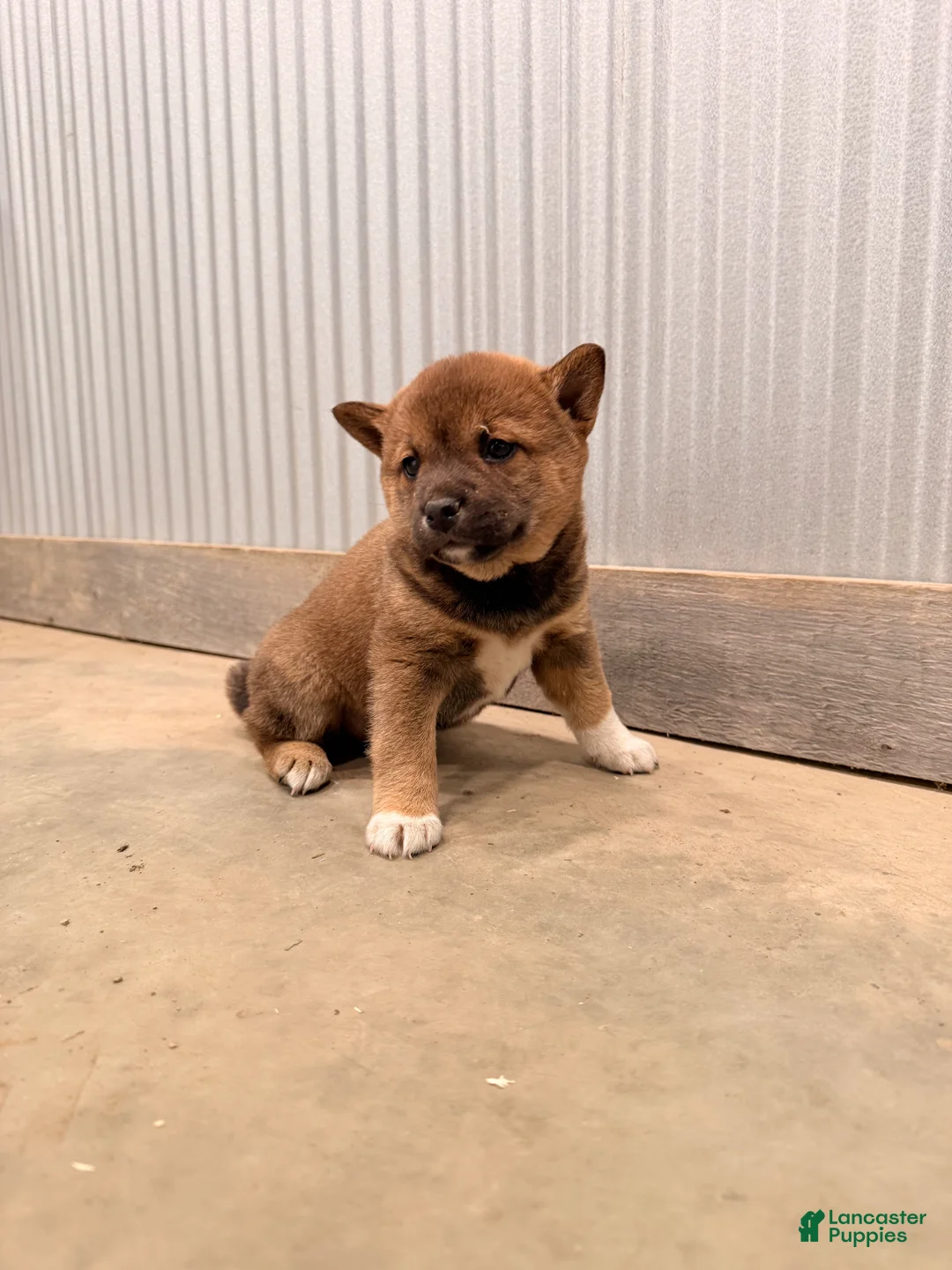 Shiba Inu dogs for sale: Shiba Inu Puppy 2 - Ad 1