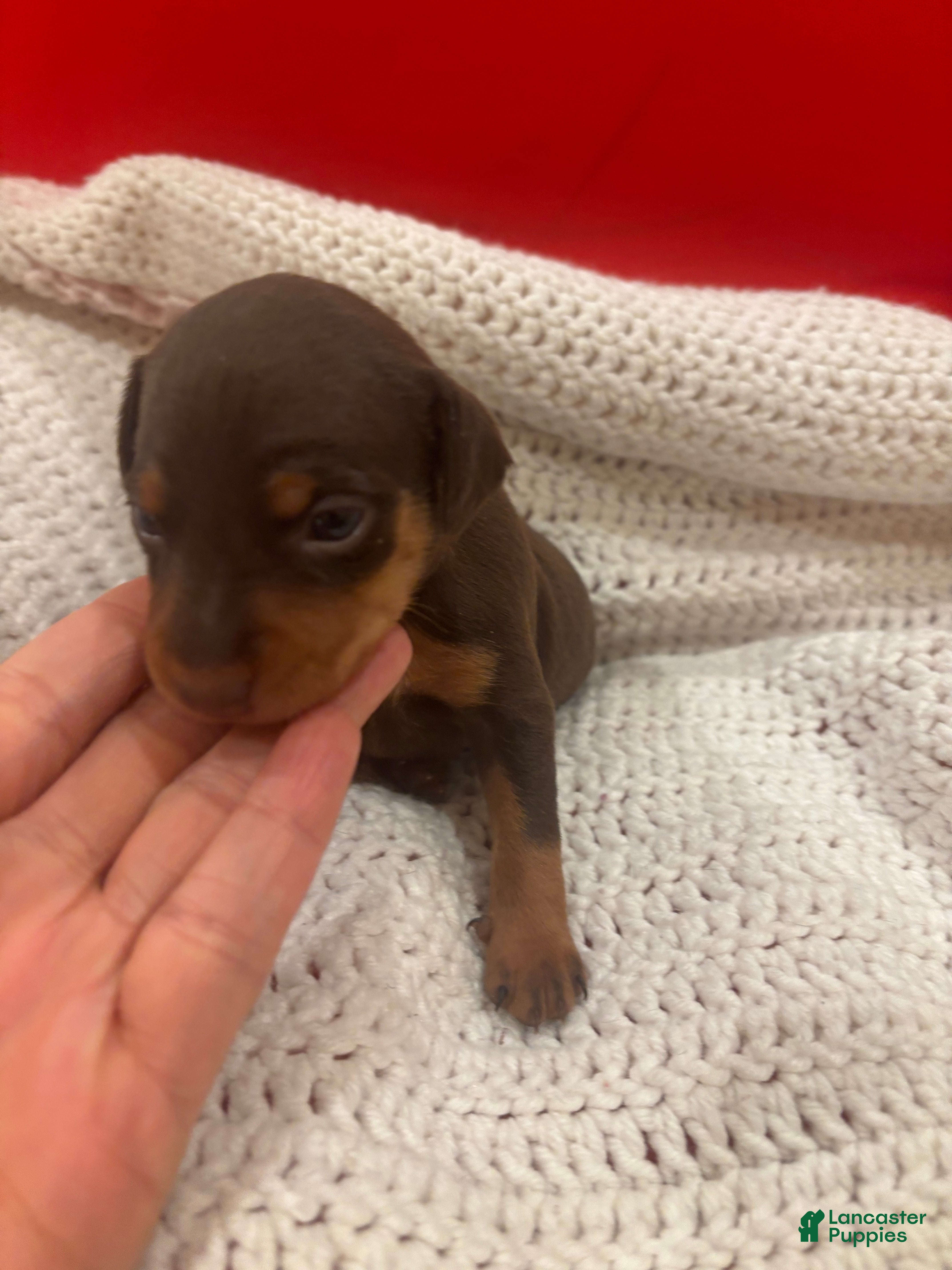 Miniature Pinscher dogs Miniature Pinscher Puppy 5 - Ad 30