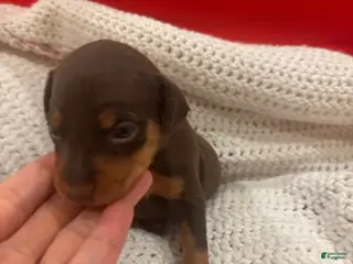 Miniature Pinscher dogs Miniature Pinscher Puppy 5 - Ad 30