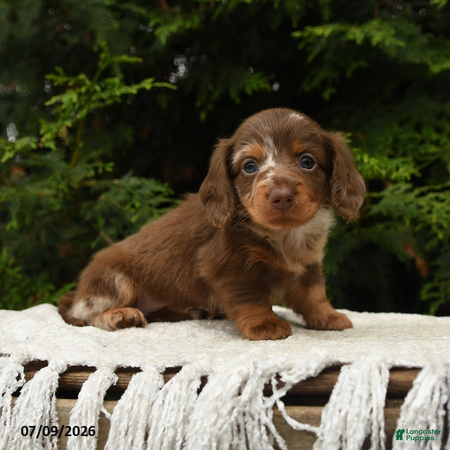 Miniature Dachshund dogs Ike - Ad 2