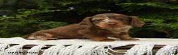 Miniature Dachshund dogs for sale: Ike - Ad 2