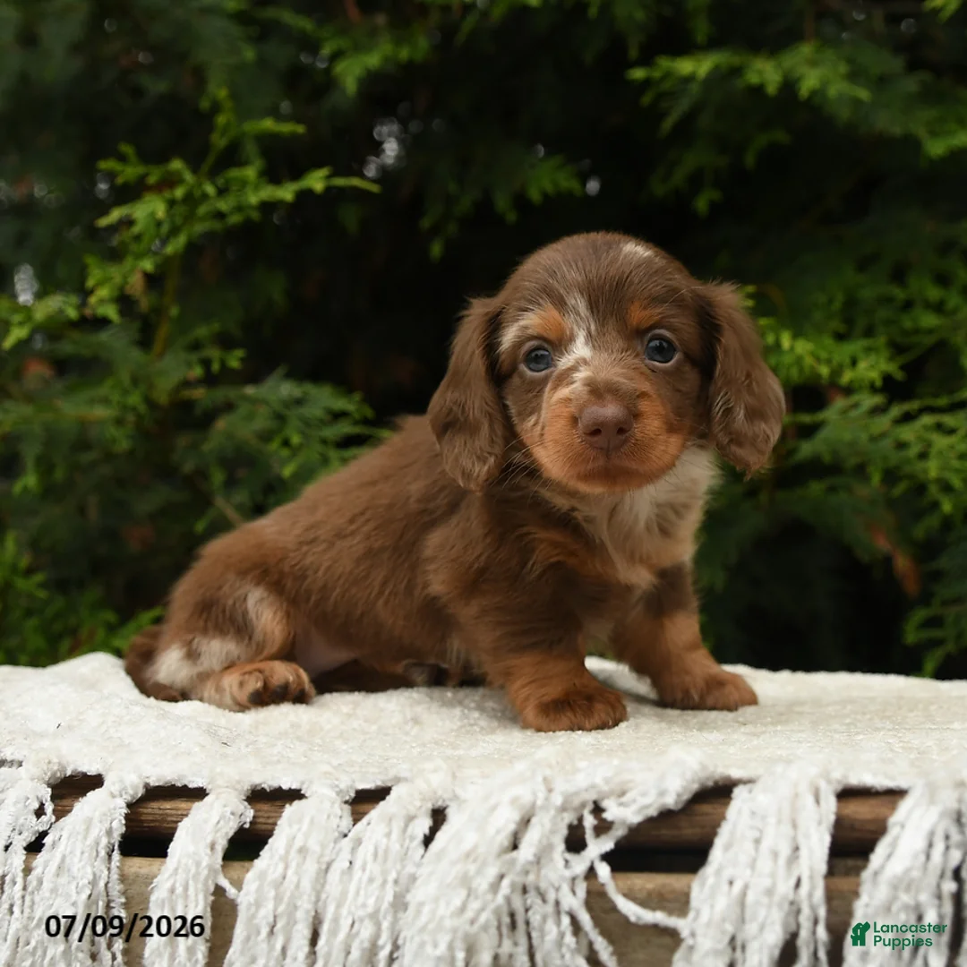 Miniature Dachshund dogs for sale: Ike - Ad 2