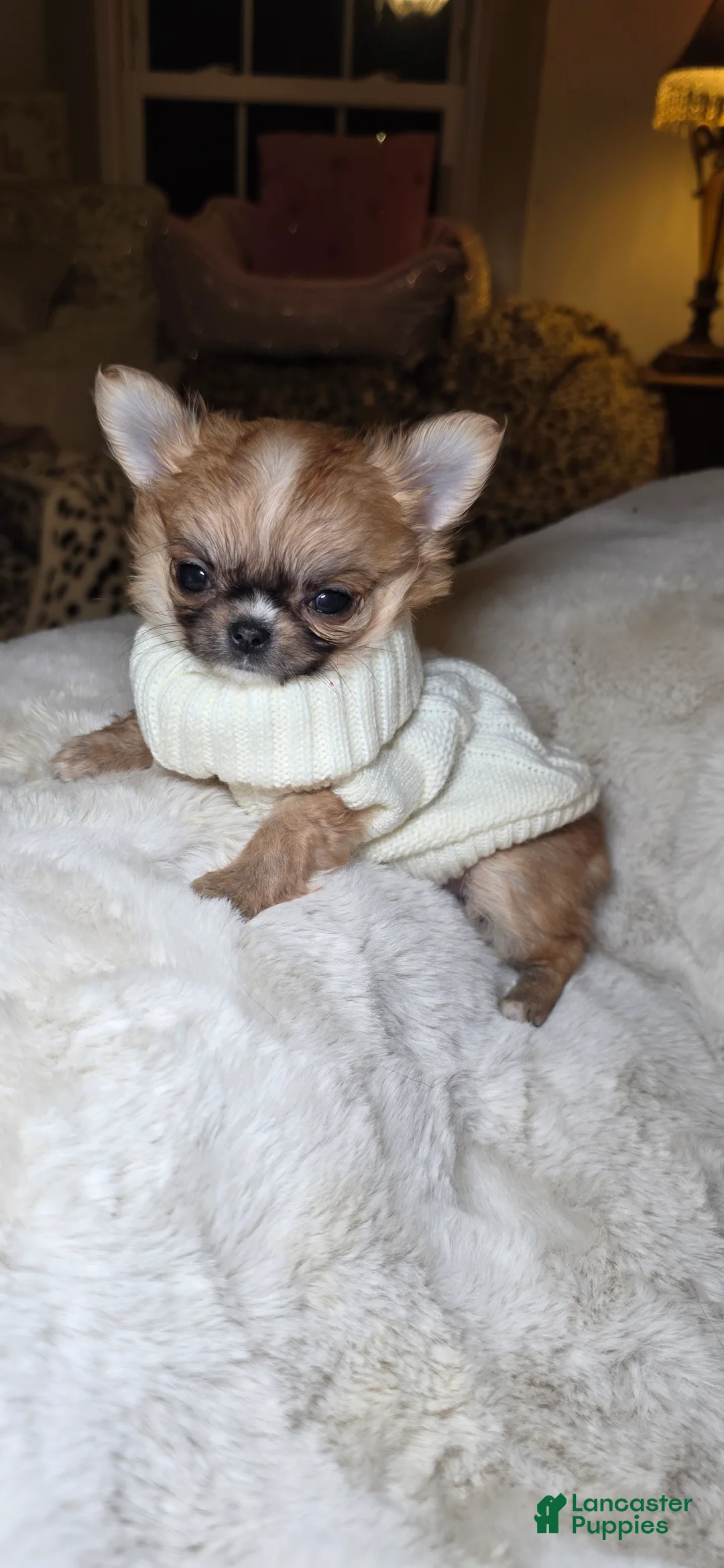 Chihuahua dogs for sale: Jules - Ad 2