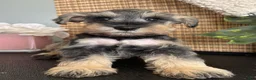 Miniature Schnauzer dogs for sale: Molly - Ad 15