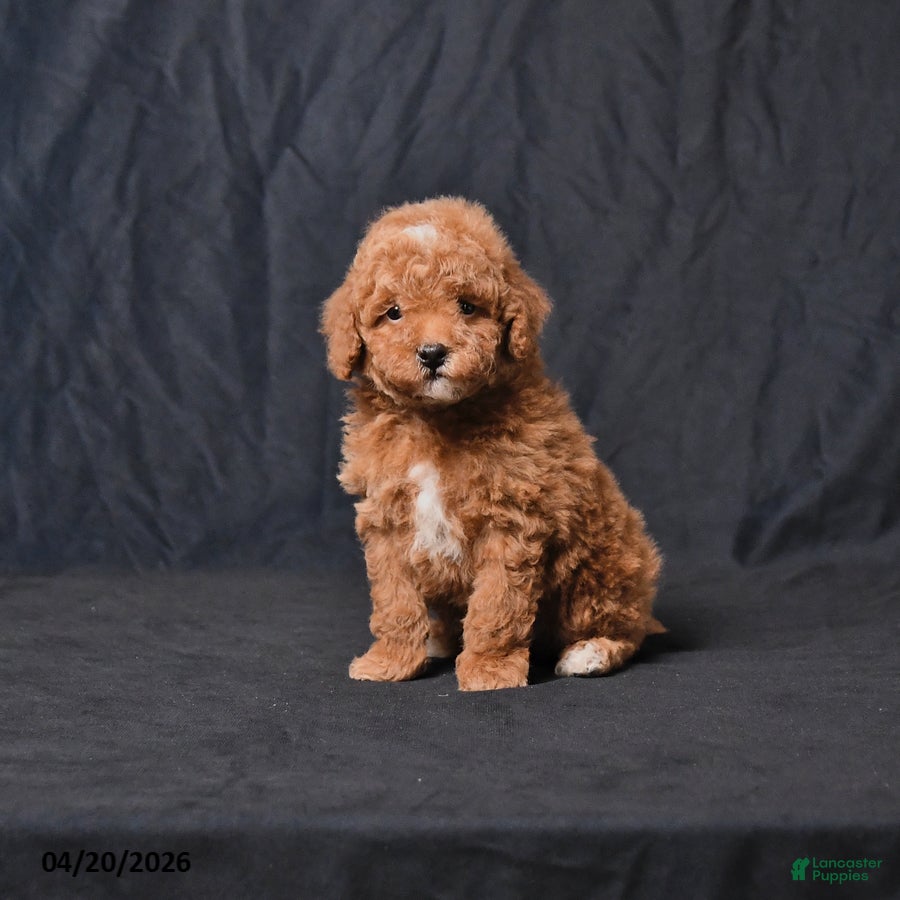 Toy Poodle dogs Zaylor - Ad 1