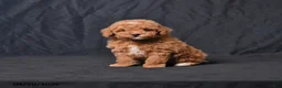 Toy Poodle dogs for sale: Zaylor - Ad 1